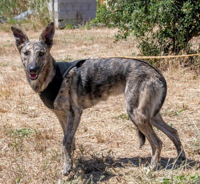 Chanel - eine ganz Feine, Galgo-Mix - Hündin