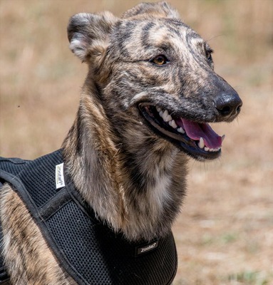 Chanel - eine ganz Feine, Galgo-Mix - Hündin