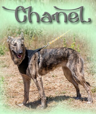 Chanel - eine ganz Feine, Galgo-Mix - Hündin