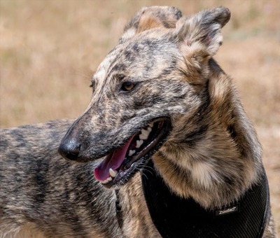 Chanel - eine ganz Feine, Galgo-Mix - Hündin