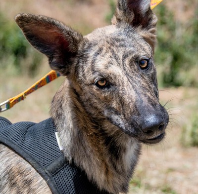 Chanel - eine ganz Feine, Galgo-Mix - Hündin