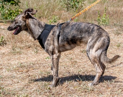 Chanel - eine ganz Feine, Galgo-Mix - Hündin
