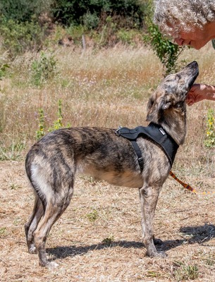 Chanel - eine ganz Feine, Galgo-Mix - Hündin