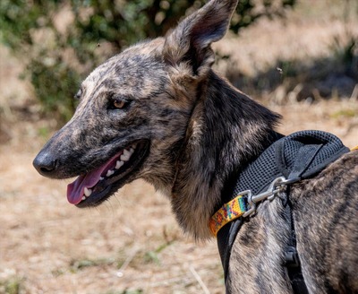 Chanel - eine ganz Feine, Galgo-Mix - Hündin