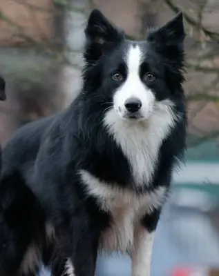 Chap, Boder Collie - Rüde