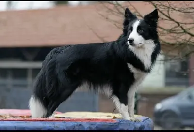 Chap, Boder Collie - Rüde