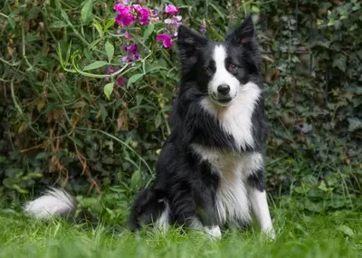 Chap, Boder Collie - Rüde