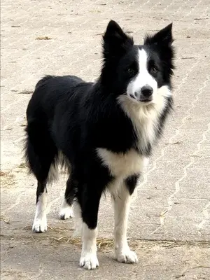 Chap, Boder Collie - Rüde