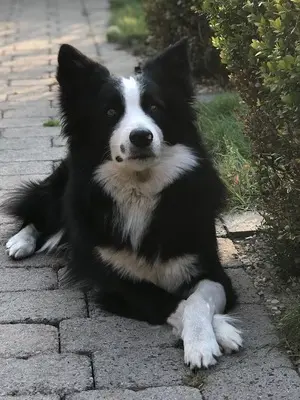Chap, Boder Collie - Rüde