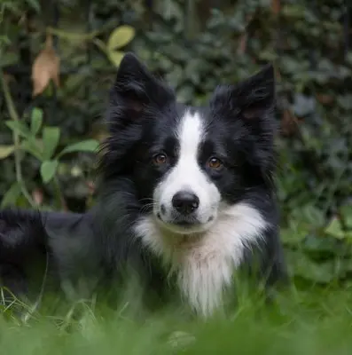 Chap, Boder Collie - Rüde
