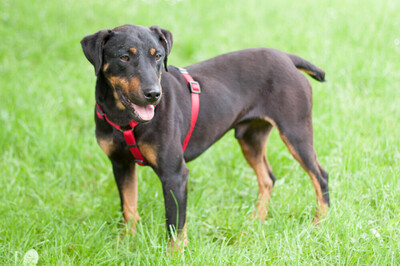 Chapi Terrier-Mix, Terrier Mix - Rüde 1