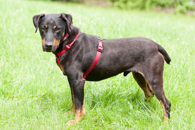 Chapi Terrier-Mix, Terrier Mix - Rüde