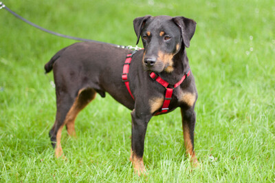 Chapi Terrier-Mix, Terrier Mix - Rüde