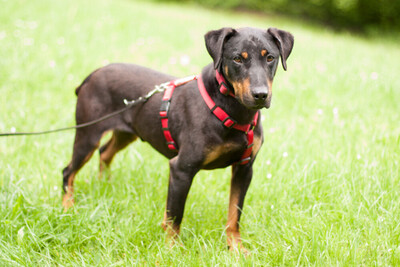 Chapi Terrier-Mix, Terrier Mix - Rüde