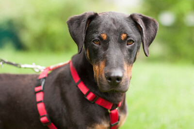 Chapi Terrier-Mix, Terrier Mix - Rüde