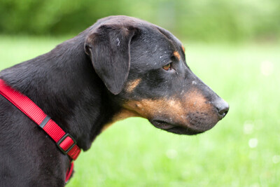 Chapi Terrier-Mix, Terrier Mix - Rüde