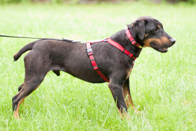 Chapi Terrier-Mix, Terrier Mix - Rüde