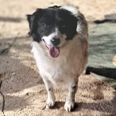 Chara - unkompliziert, freundlich, ausgeglichen, Mischling - Hündin