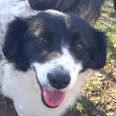 Chara - unkompliziert, freundlich, ausgeglichen, Mischling - Hündin