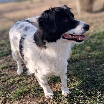 Chara - unkompliziert, freundlich, ausgeglichen, Mischling - Hündin