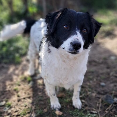 Chara - unkompliziert, freundlich, ausgeglichen / Reserviert, Mischling - Hündin