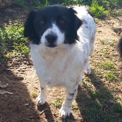 Chara - unkompliziert, freundlich, ausgeglichen / Reserviert, Mischling - Hündin