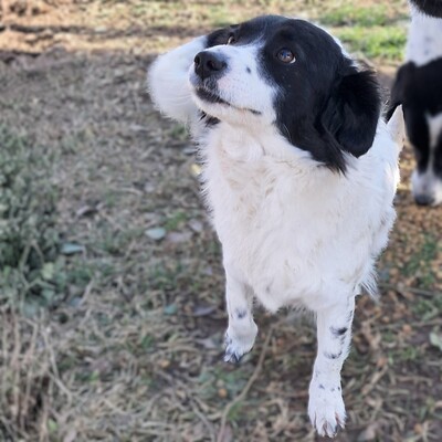 Chara - unkompliziert, freundlich, ausgeglichen / Reserviert, Mischling - Hündin