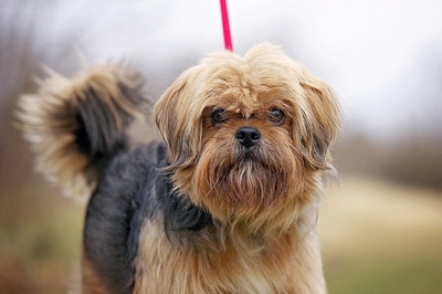 Charan, Mischlingsyorki? - Rüde