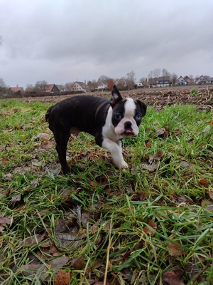 Charles III von den Manchester Hexen, Boston Terrier Welpen - Rüde