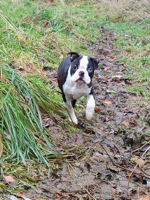 Charles III von den Manchester Hexen, Boston Terrier Welpen - Rüde