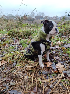 Charles III von den Manchester Hexen, Boston Terrier Welpen - Rüde