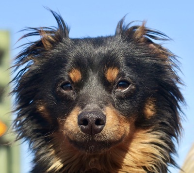 Charles, Mix - Rüde