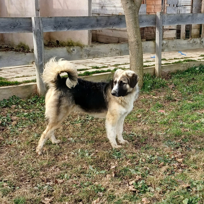 Charles - freundlich und liebevolll, Griechischer Schäferhund-Mischling - Rüde