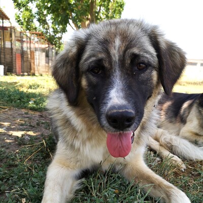 Charles - freundlich und liebevolll, Griechischer Schäferhund-Mischling - Rüde