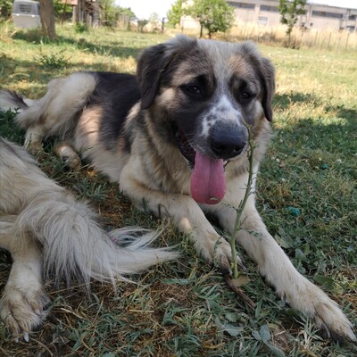 Charles - freundlich und liebevolll, Griechischer Schäferhund-Mischling - Rüde