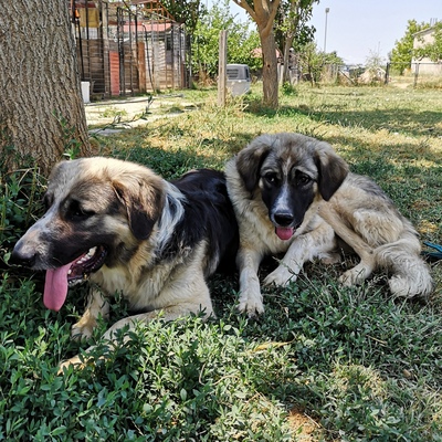 Charles - freundlich und liebevolll, Griechischer Schäferhund-Mischling - Rüde