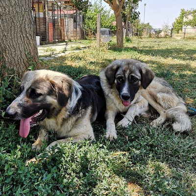 Charles - freundlich und liebevolll, Schäferhund-Mischling - Rüde