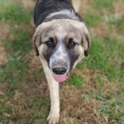 Charles - freundlich und liebevolll, Schäferhund-Mischling - Rüde