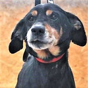 🙏🏻🙏🏻Charlie 8 jähriger netter Rüde... ist ein ruhiger und ausgeglichener Zeitgenosse 👍👍, Mischling - Rüde