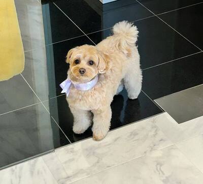 Charlie, Maltipoo - Rüde