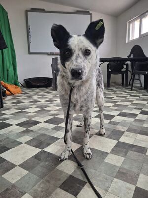 Charlie, Mischling - Rüde