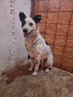 Charlie, Mischling - Rüde