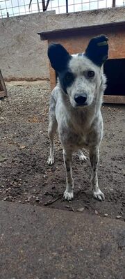 Charlie, Mischling - Rüde