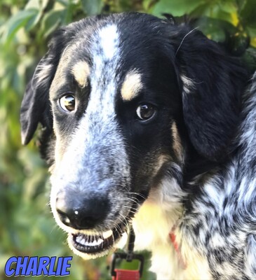 Charlie