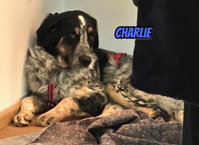 Charlie, Mischling - Rüde