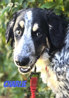 Charlie, Mischling - Rüde