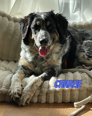 Charlie, Mischling - Rüde