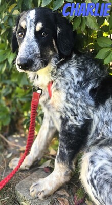 Charlie, Mischling - Rüde
