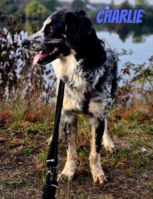 Charlie, Mischling - Rüde
