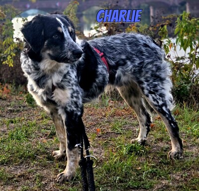 Charlie, Mischling - Rüde